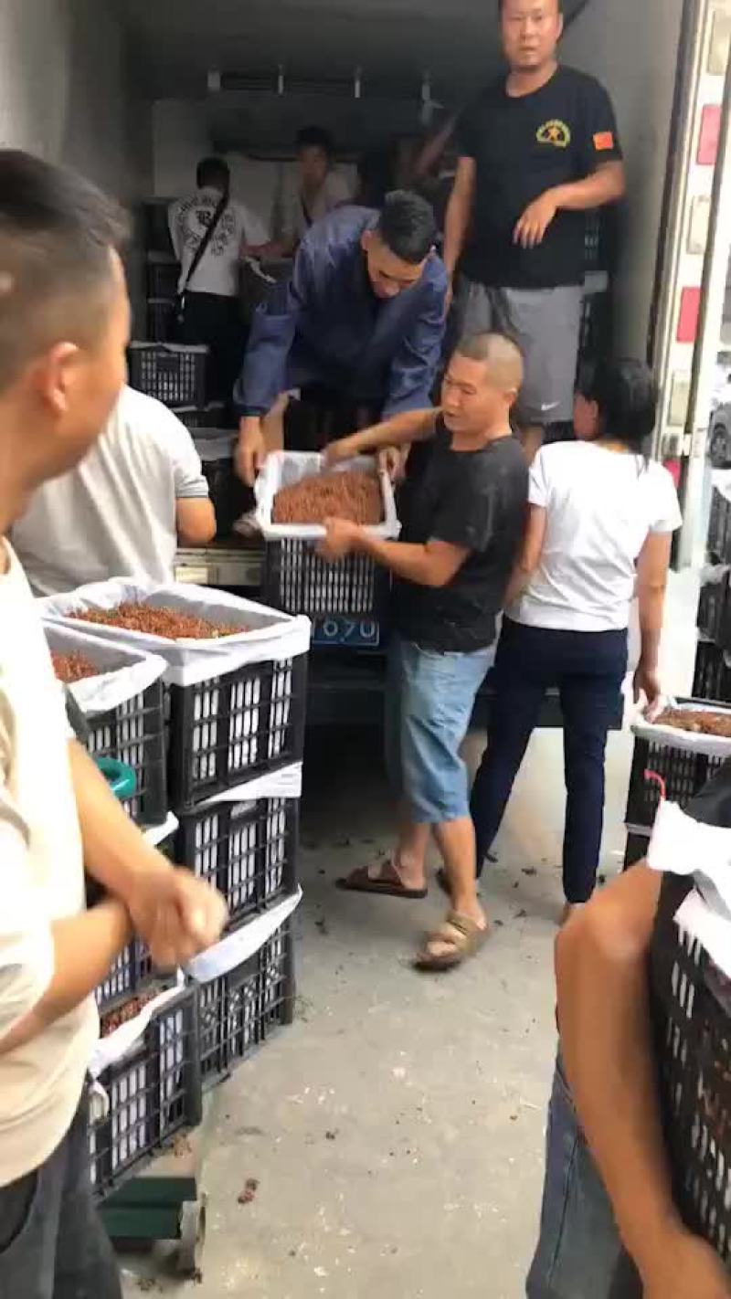 正宗陕西韩城大红袍又香又麻贵州甩卖之家商贸有限公司
