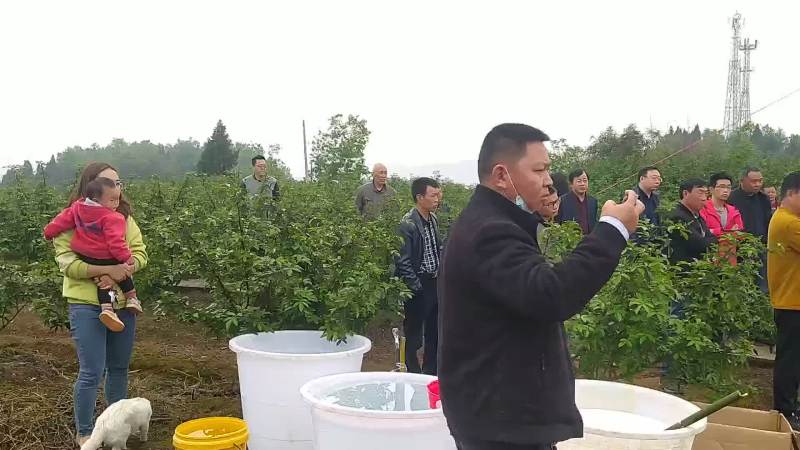 高品质九叶青花椒