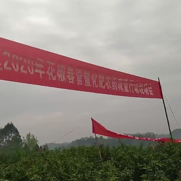 高品质九叶青花椒