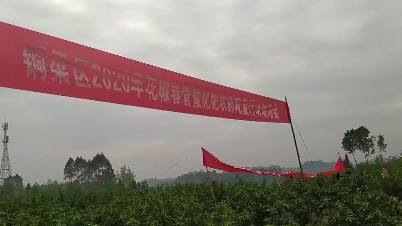 高品质九叶青花椒
