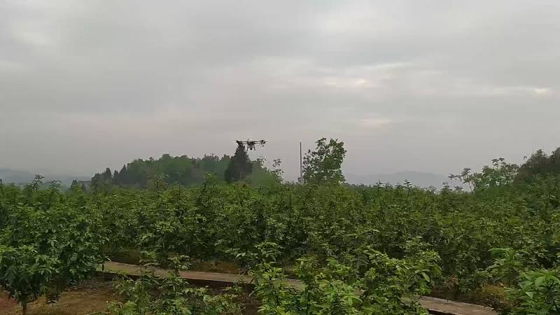高品质九叶青花椒