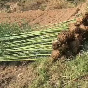 绿化竹子