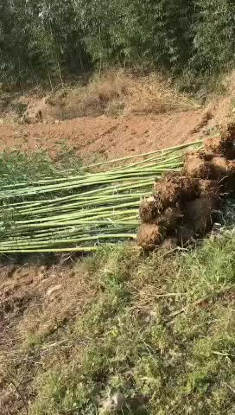 绿化竹子