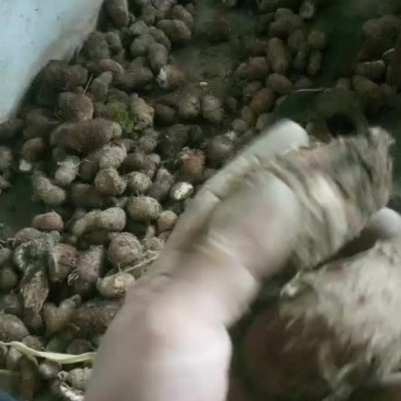 白附子，白附子种茎