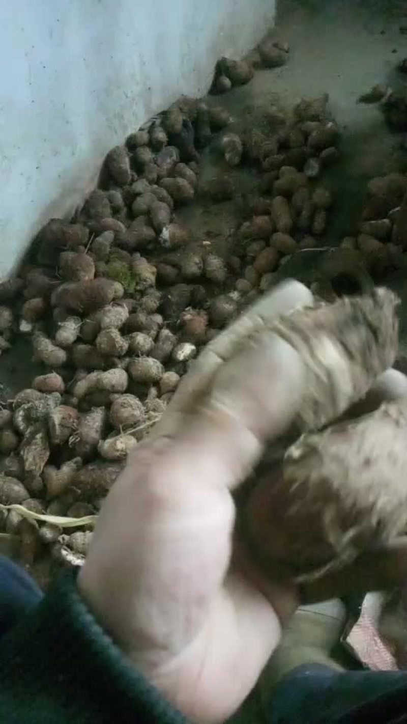 白附子，白附子种茎