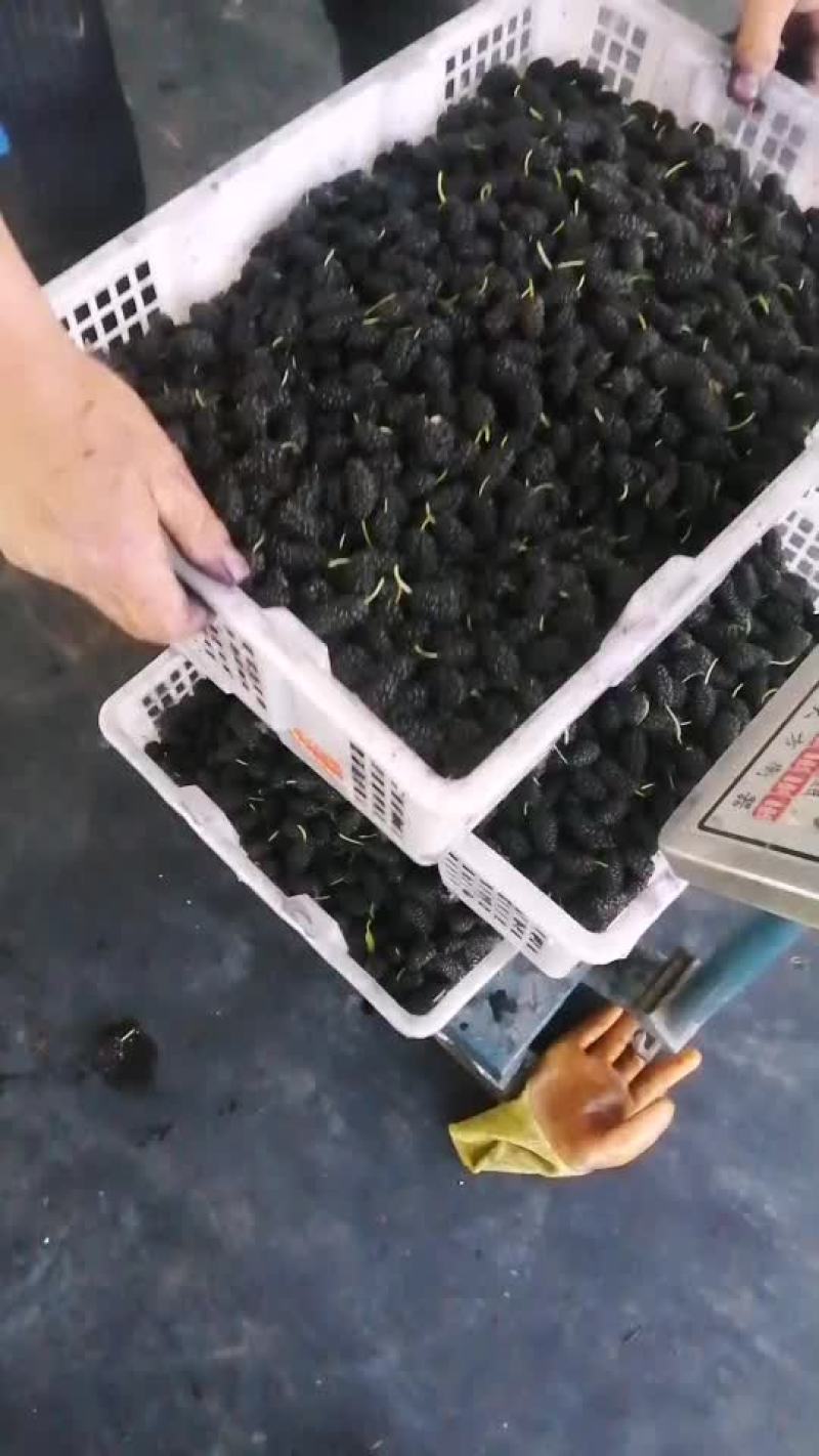今年桑椹价格低