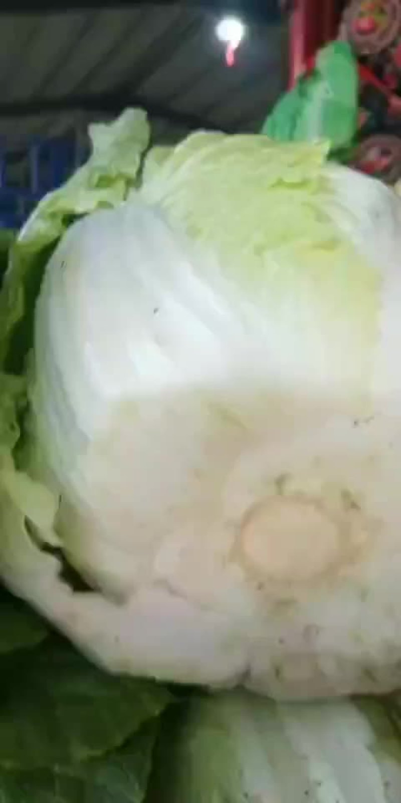 精品黄心大白菜