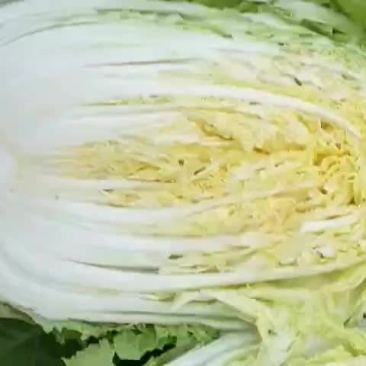 精品黄心大白菜
