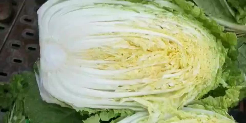 精品黄心大白菜