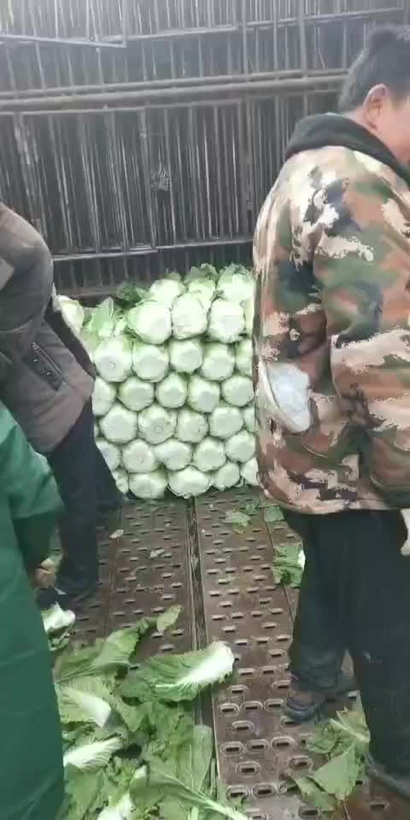 精品黄心大白菜