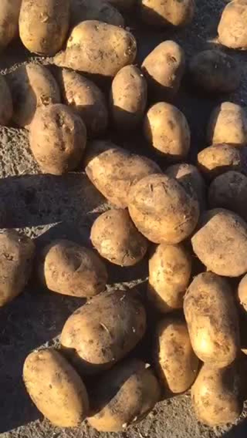 尤金885土豆个大色好