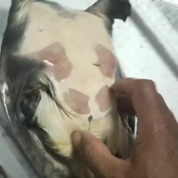 好鱼好鱼来来来牛逼牛逼