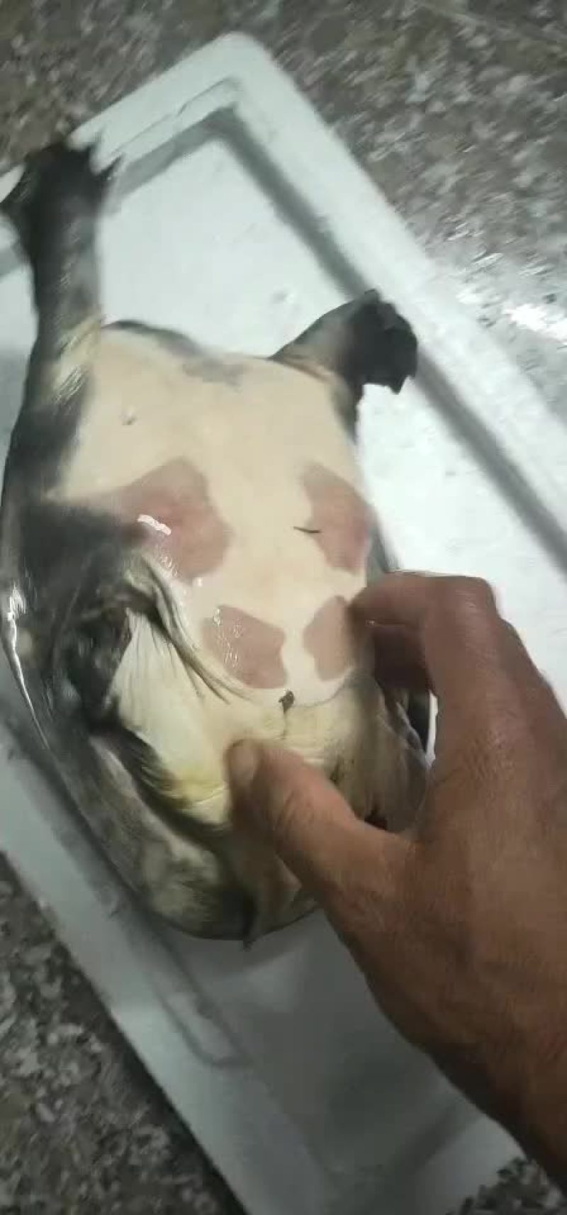 好鱼好鱼来来来牛逼牛逼