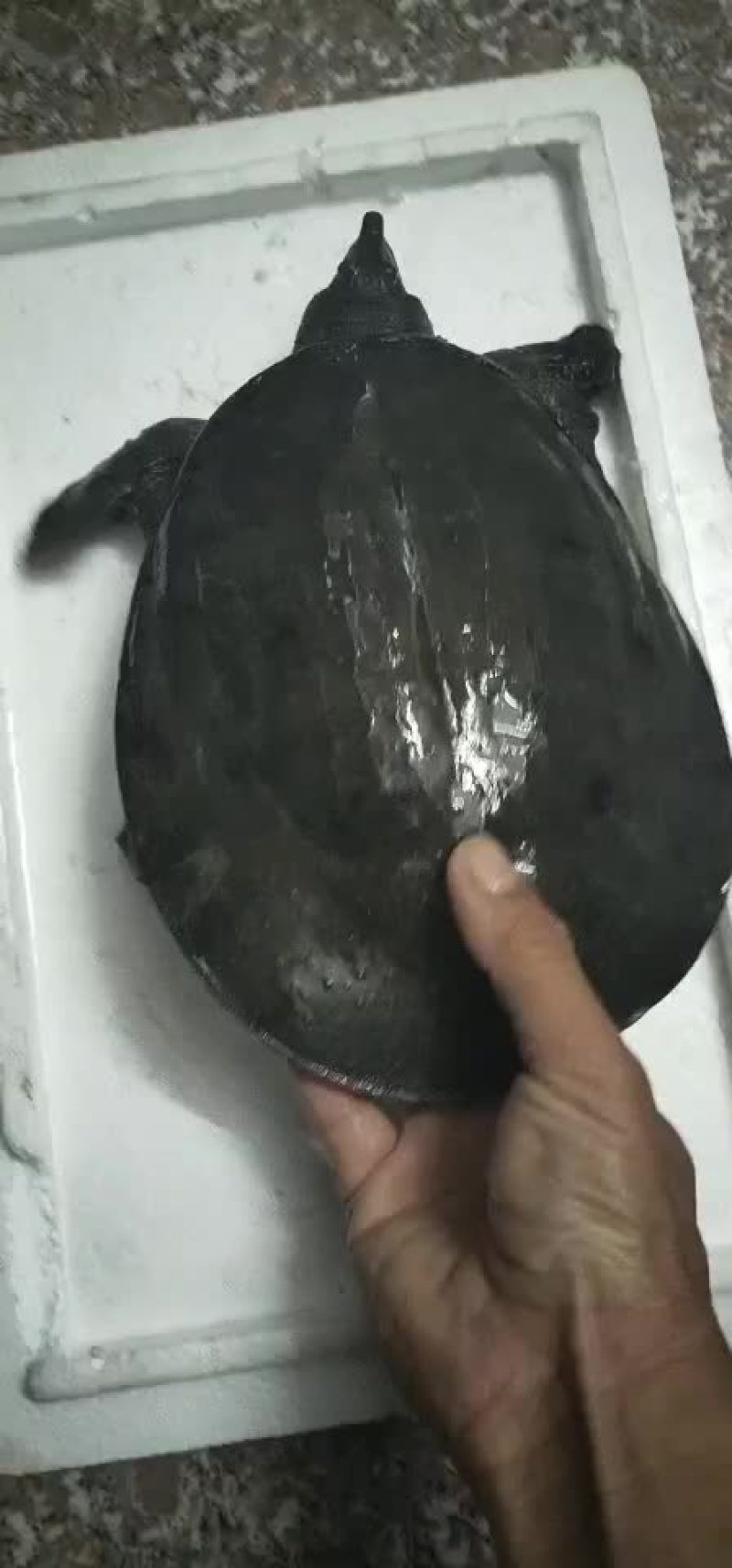 好鱼好鱼来来来牛逼牛逼