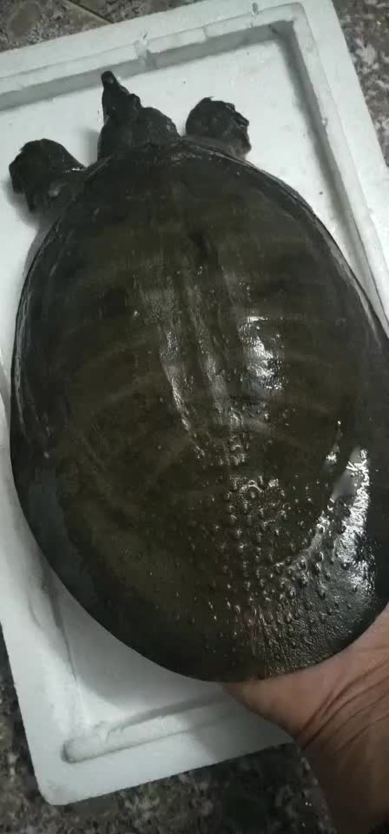 好鱼好鱼来来来牛逼牛逼