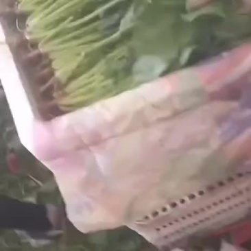 蔬菜