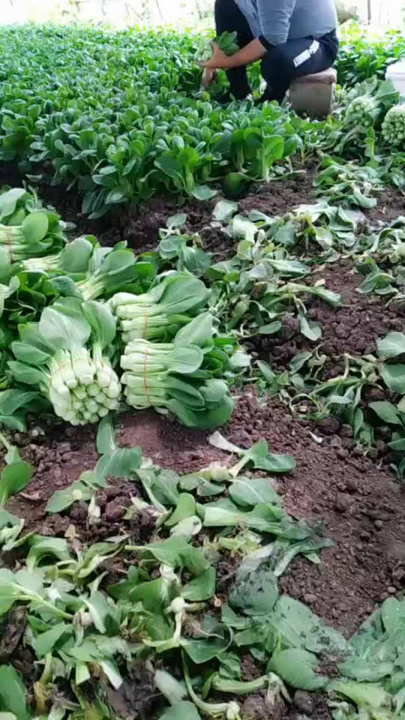 华王菜苔