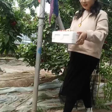 樱桃
