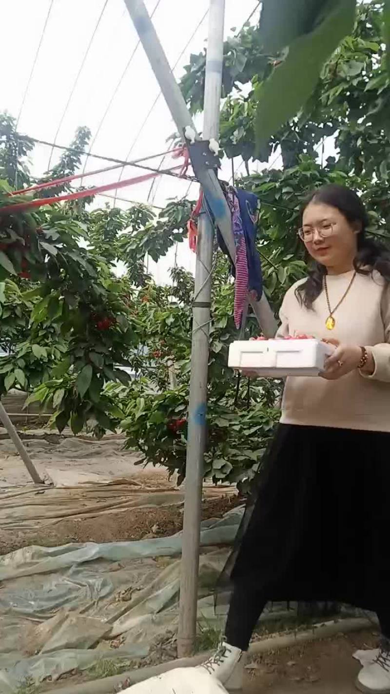 樱桃