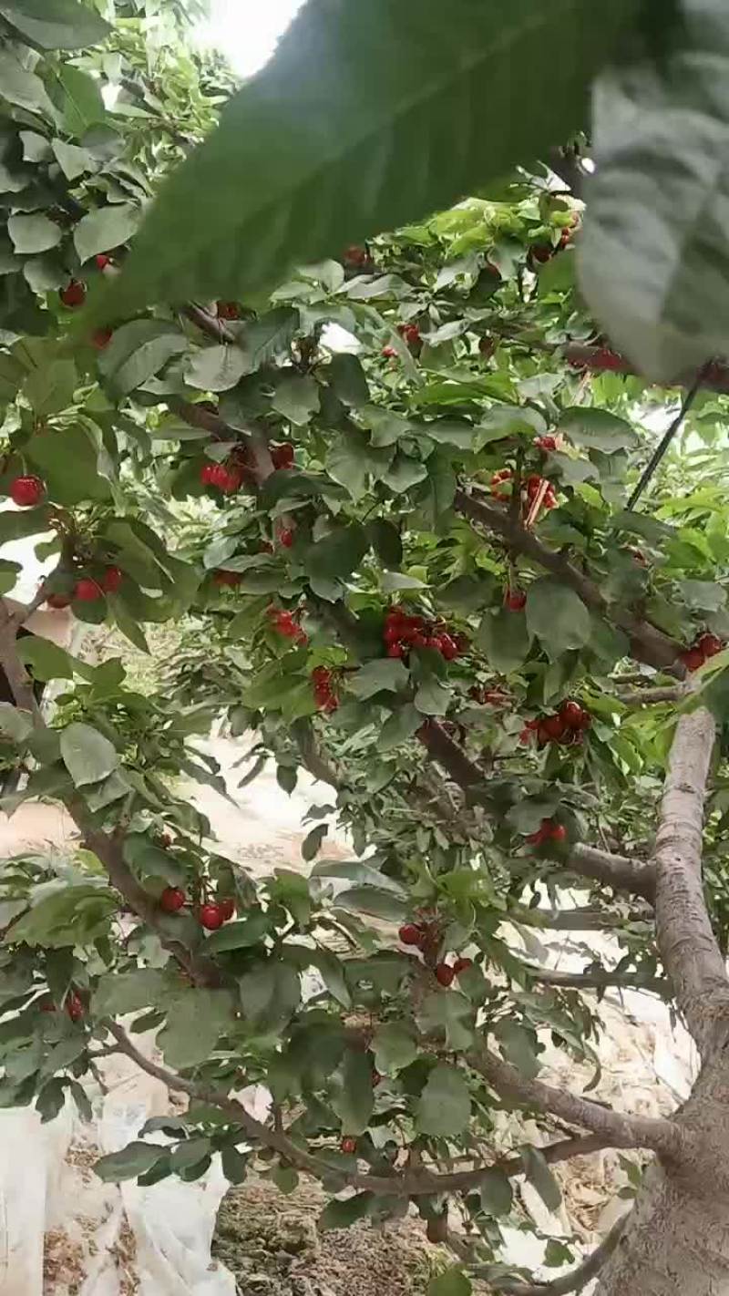 樱桃