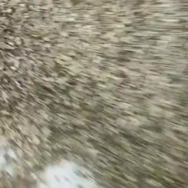 白术种苗