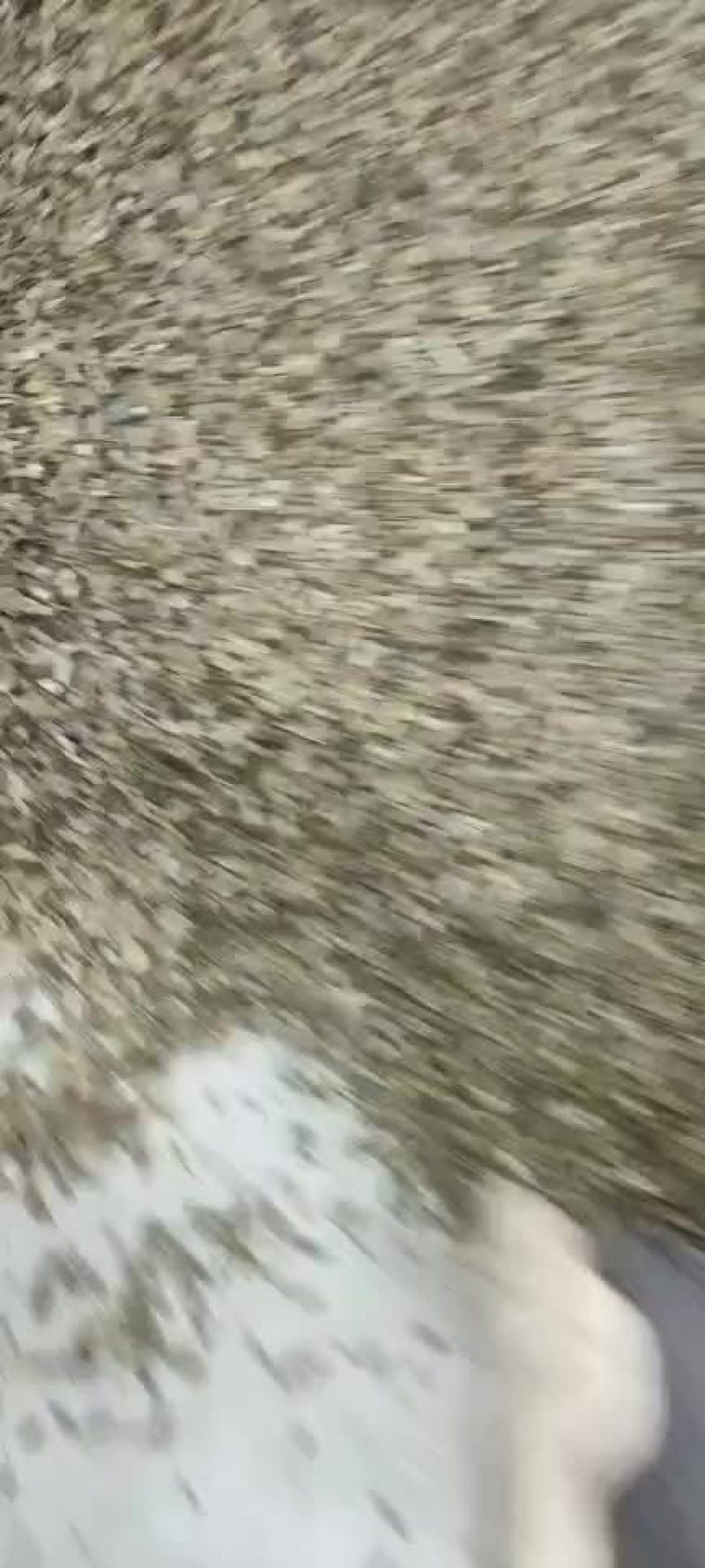 白术种苗