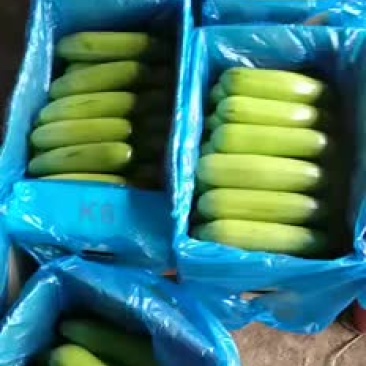 西葫芦