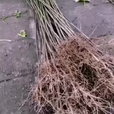 油桐苗