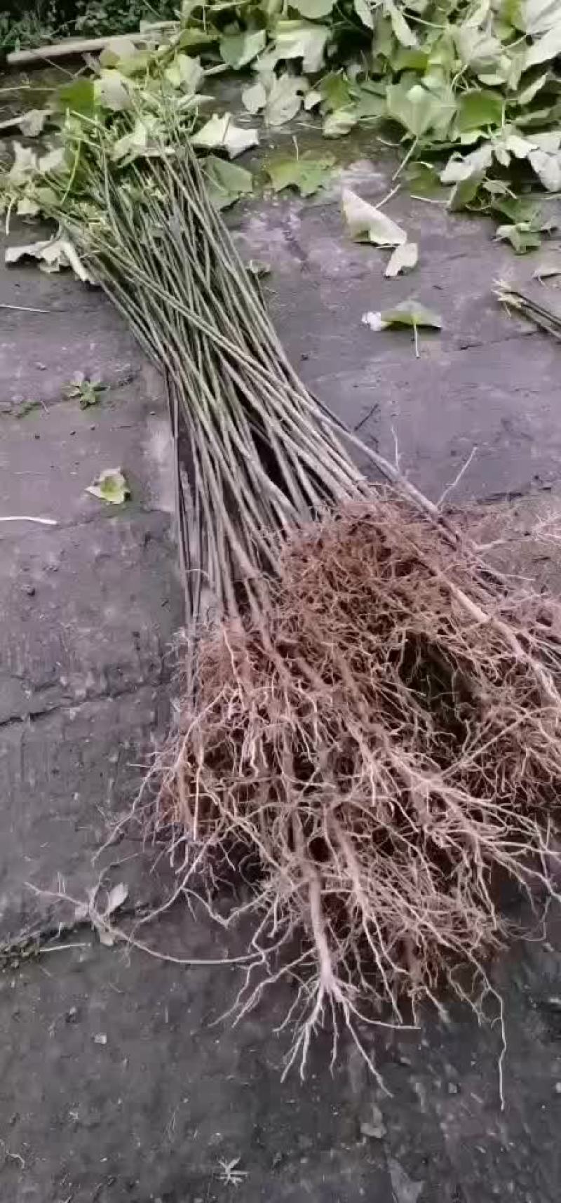 油桐苗