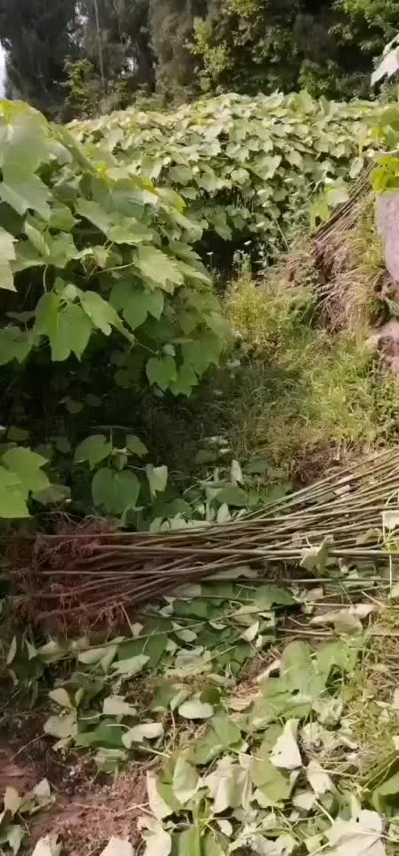 油桐苗
