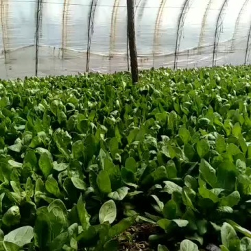 精品大叶菠菜。