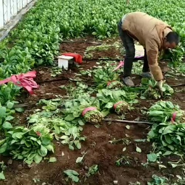 精品大燕儿菠菜。