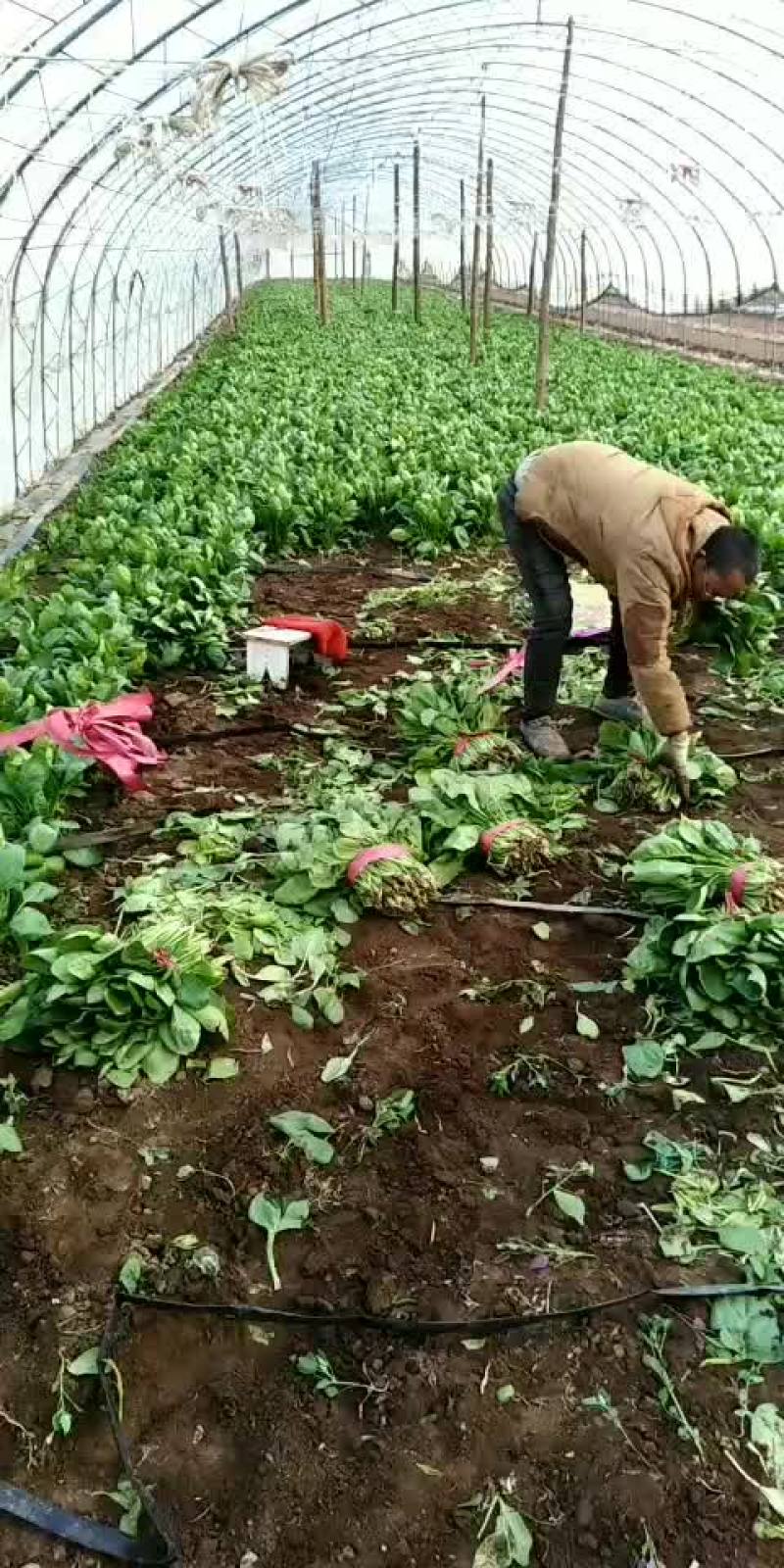 精品大燕儿菠菜。
