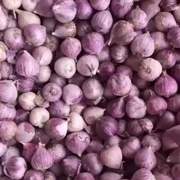 独头蒜干蒜