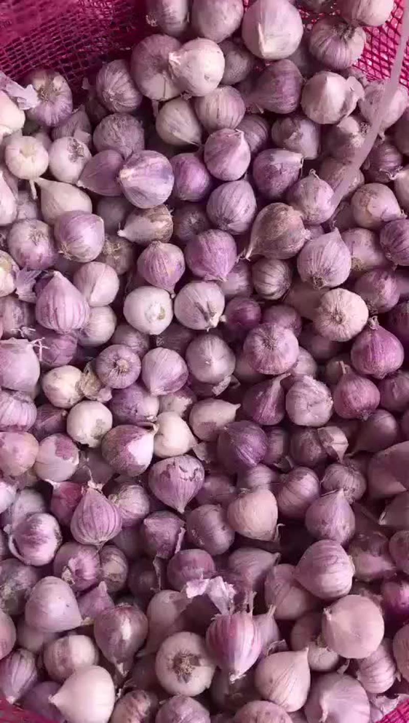 独头蒜干蒜