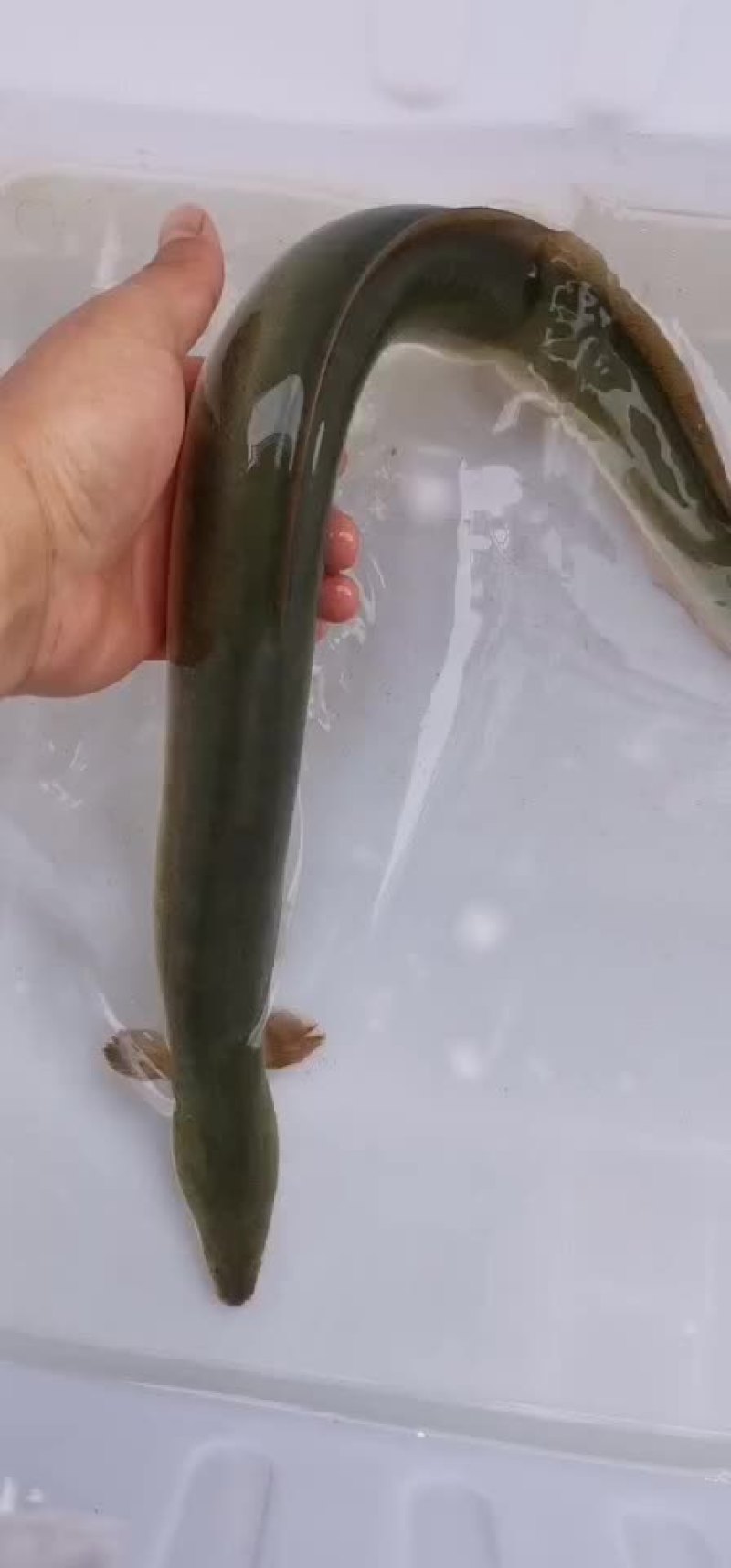 河鳗淡水鳗鱼江鳗白鳝湖鳗新鲜活体黄鳗全国发货