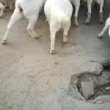 常年出售改良白山羊，，