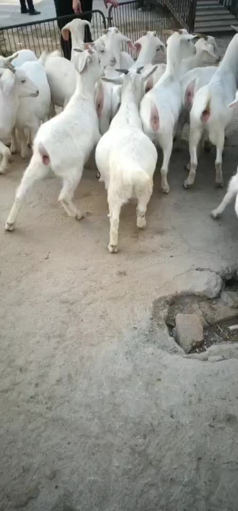 常年出售改良白山羊，，