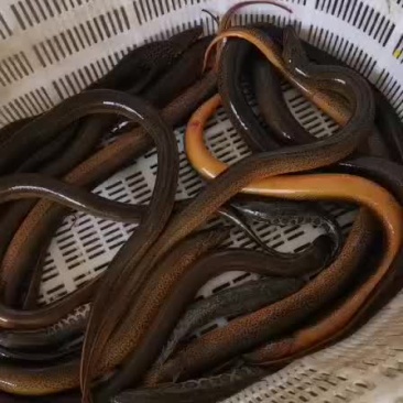 土黄鳝长鱼各种规格都有