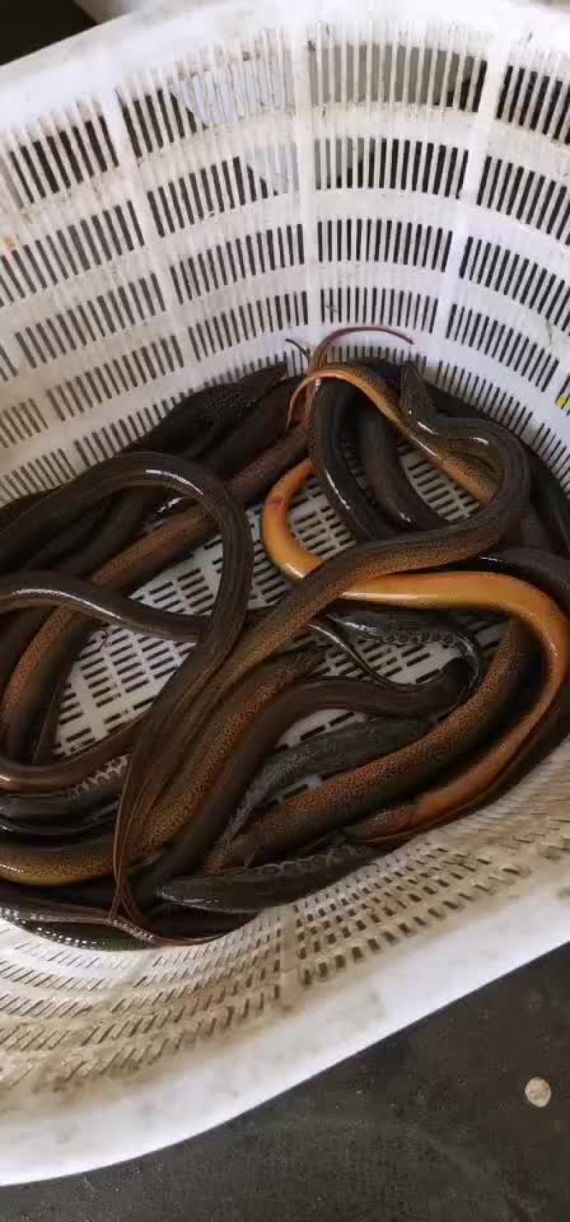 土黄鳝长鱼各种规格都有