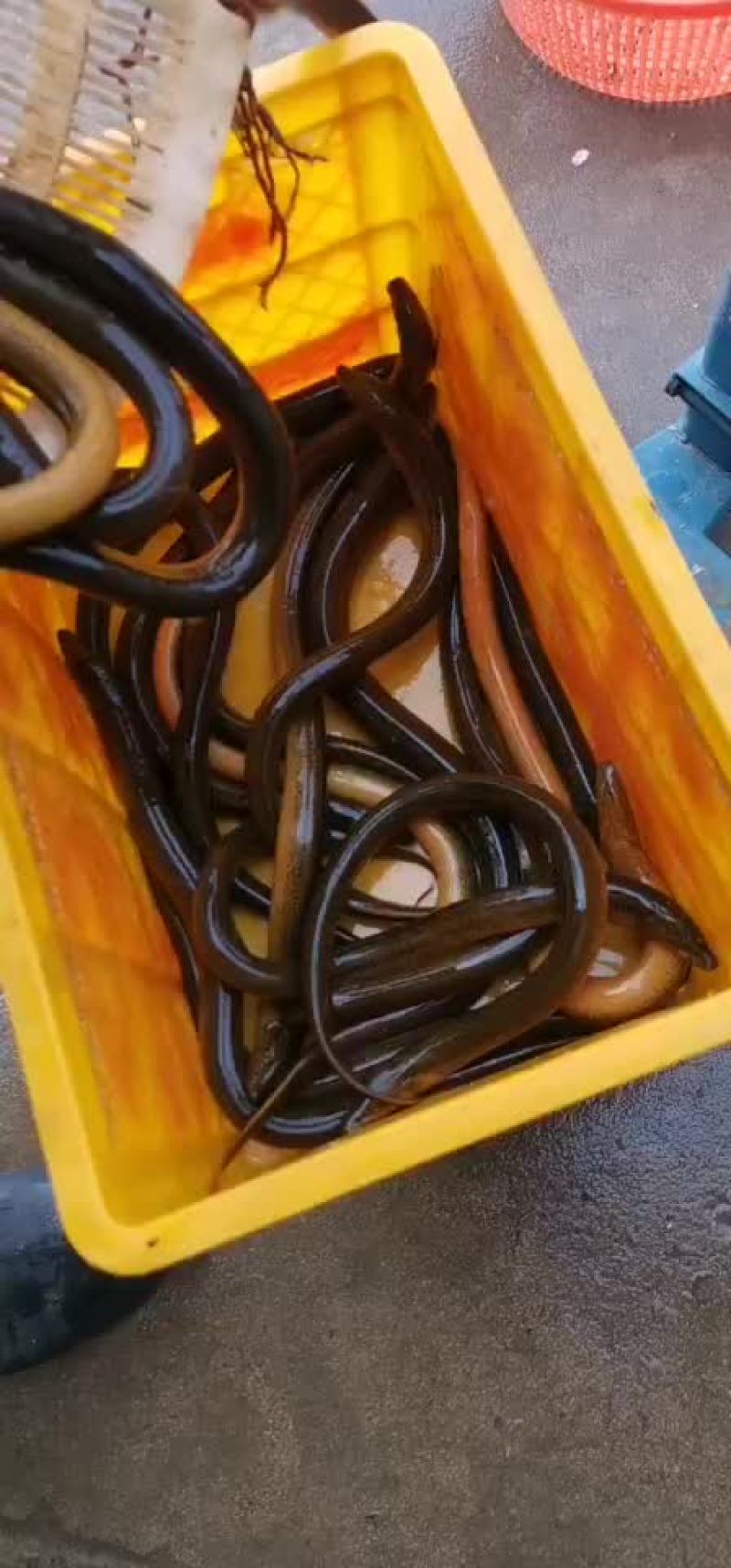 土黄鳝长鱼各种规格都有