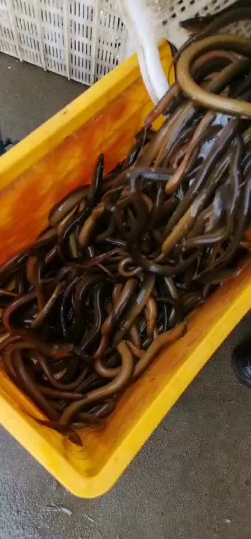 土黄鳝长鱼各种规格都有