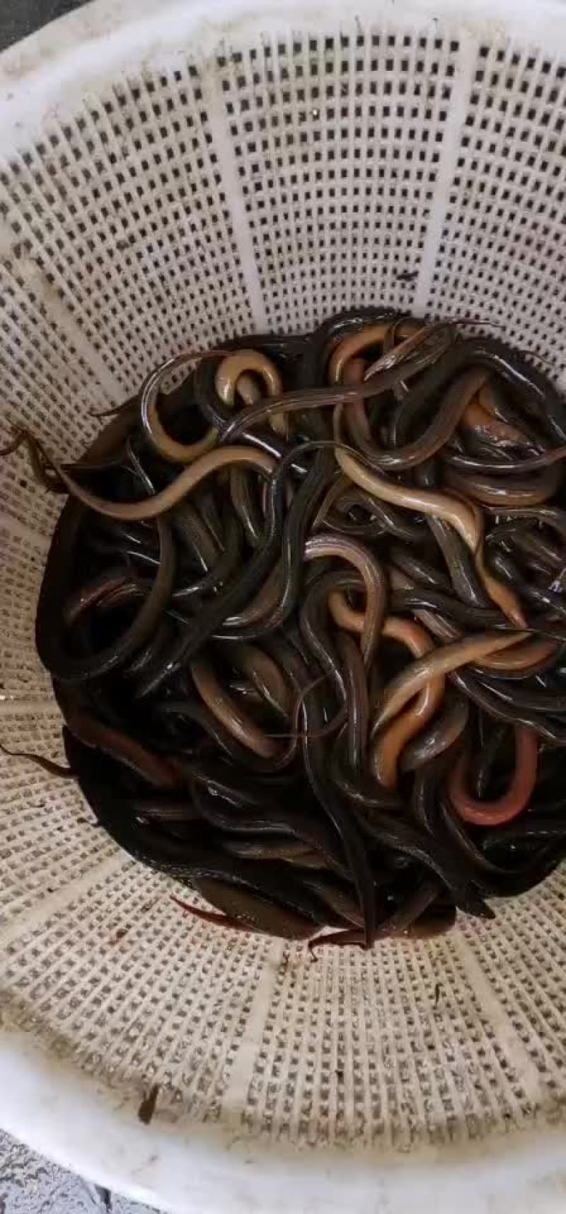 土黄鳝长鱼各种规格都有
