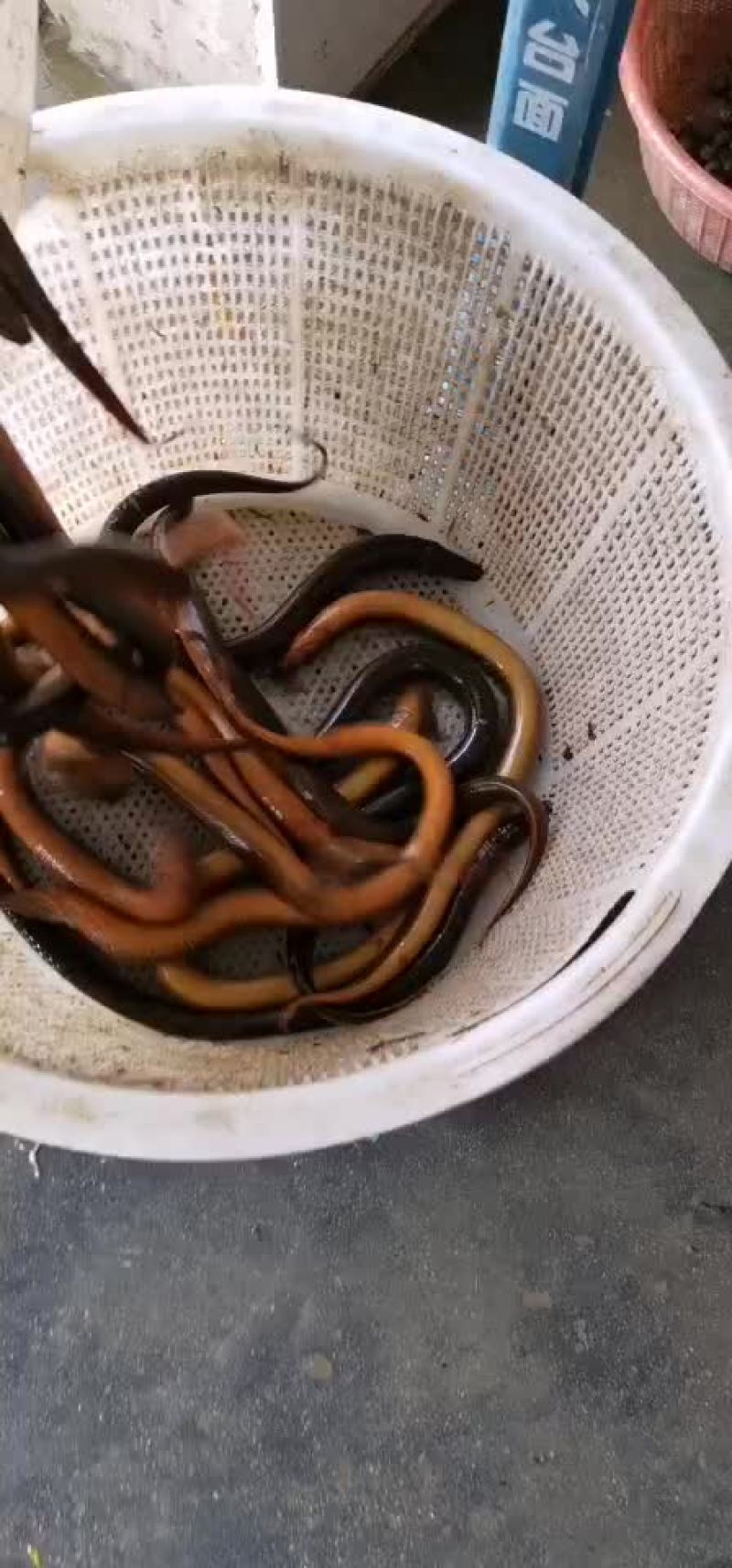 土黄鳝长鱼各种规格都有