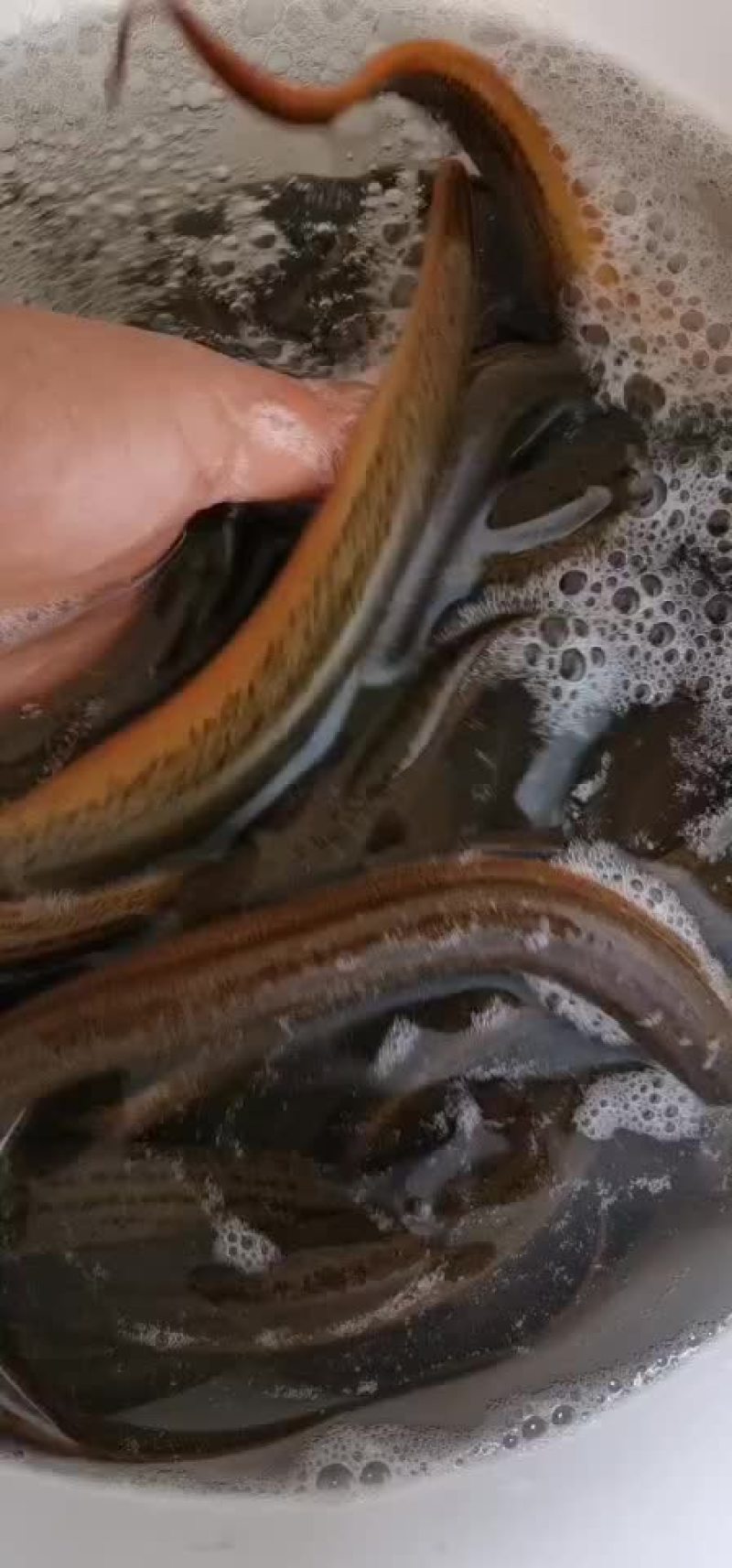 土黄鳝长鱼各种规格都有