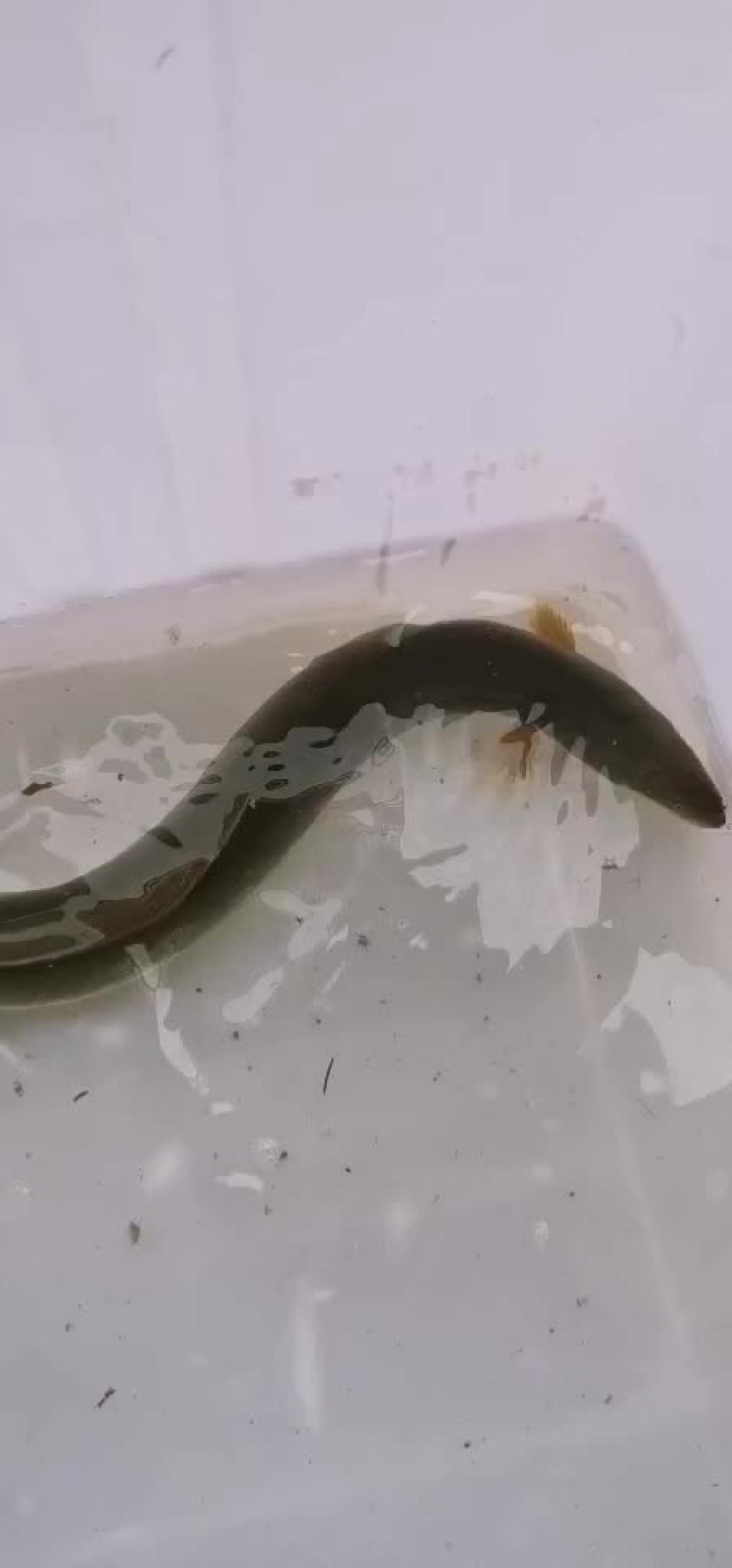 河鳗淡水鳗鱼江鳗白鳝湖鳗新鲜活体黄鳗全国发货