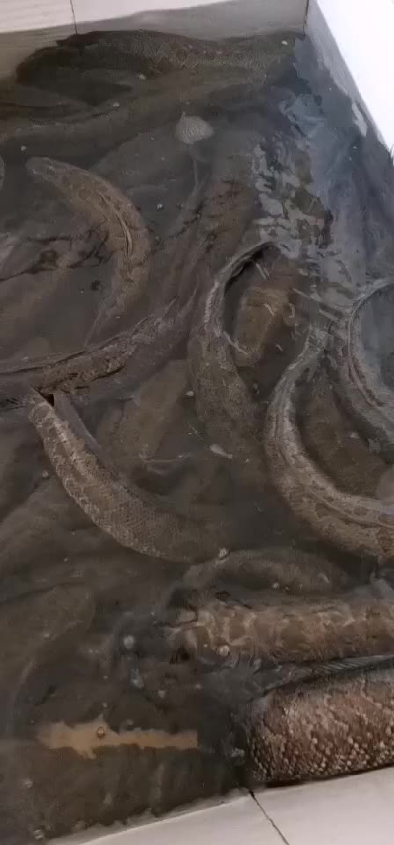 正宗土黑鱼纯本地乌鱼批发