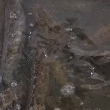 正宗土黑鱼纯本地乌鱼批发