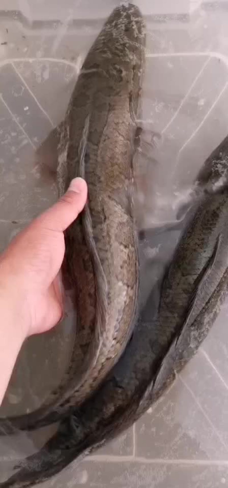 正宗土黑鱼纯本地乌鱼批发