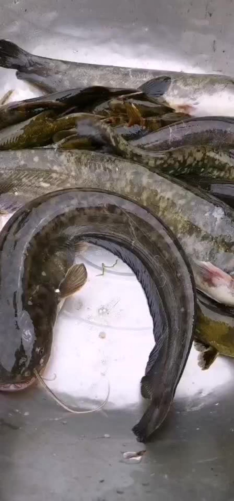 正宗土黑鱼纯本地乌鱼批发